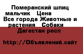 Померанский шпиц мальчик › Цена ­ 30 000 - Все города Животные и растения » Собаки   . Дагестан респ.